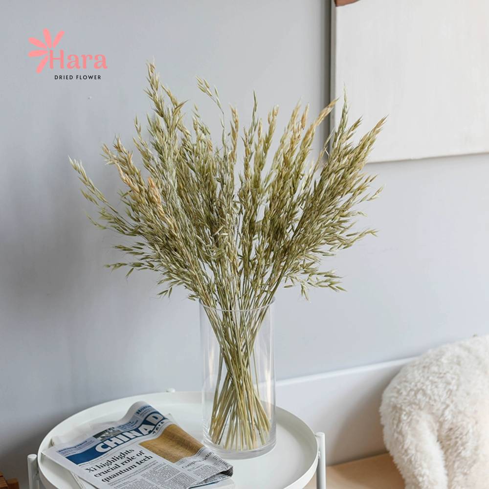 Hoa yến mạch khô